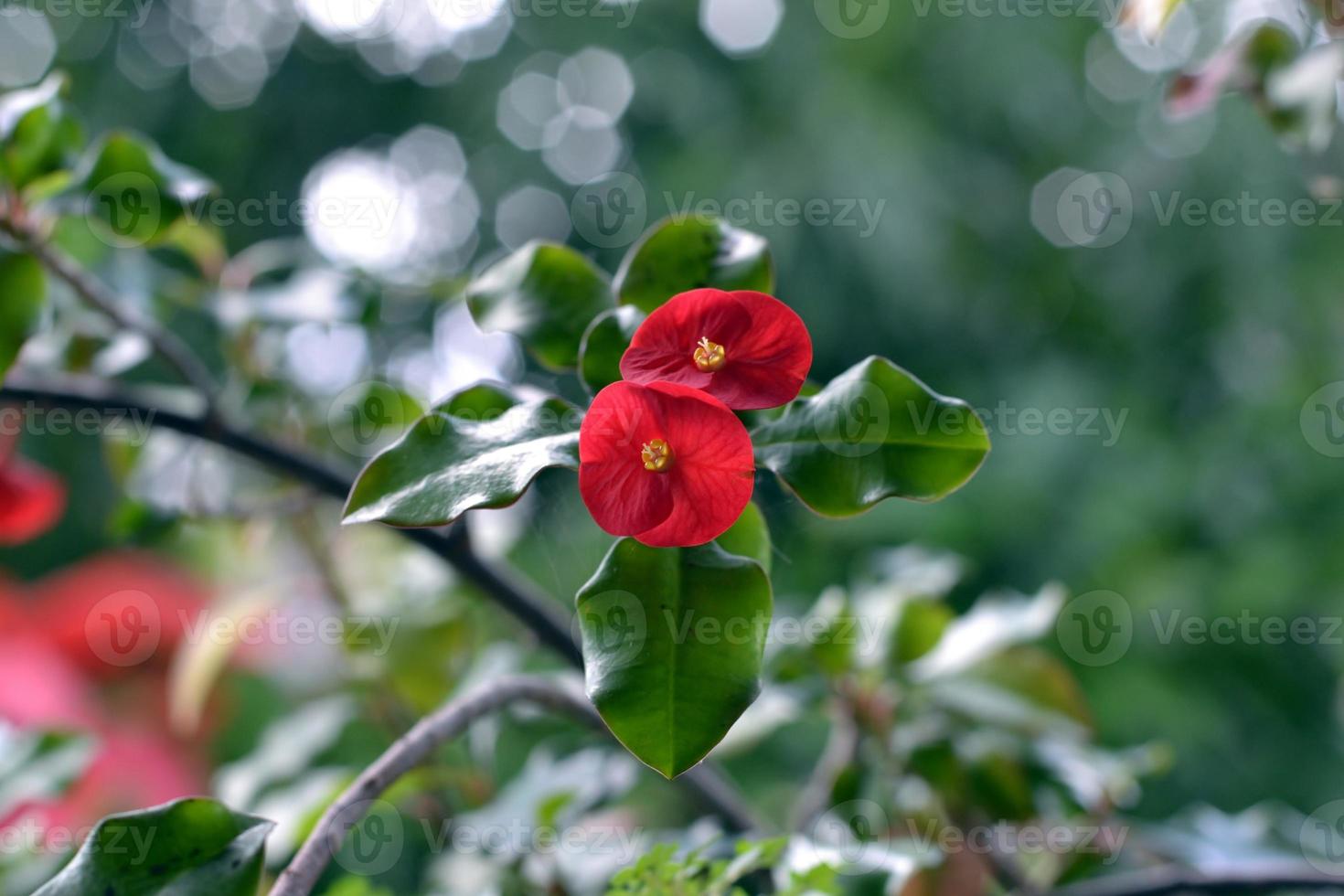 flores rojas tropicales 907852 Foto de stock en Vecteezy flores rojas tropicales 907852 Foto de stock en Vecteezy