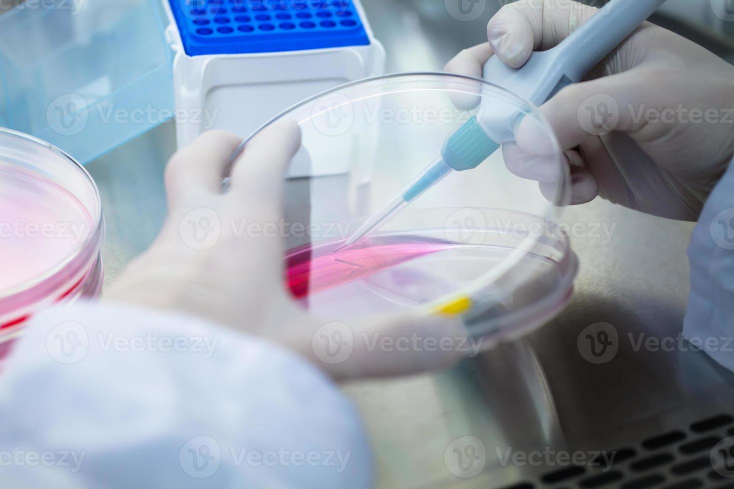 Laboratory work with tissue cultures 909258 Stock Photo at Vecteezy