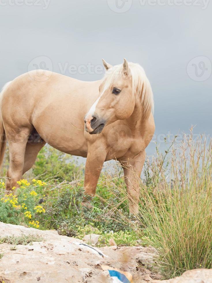 palomino stallion of quarterhorse breed. photo