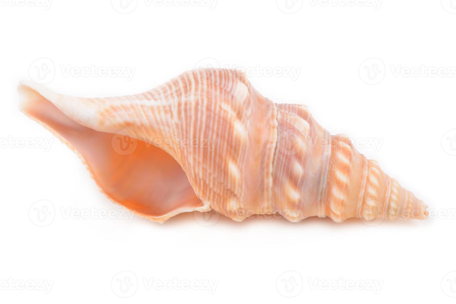 Sea shells isolated on white background photo