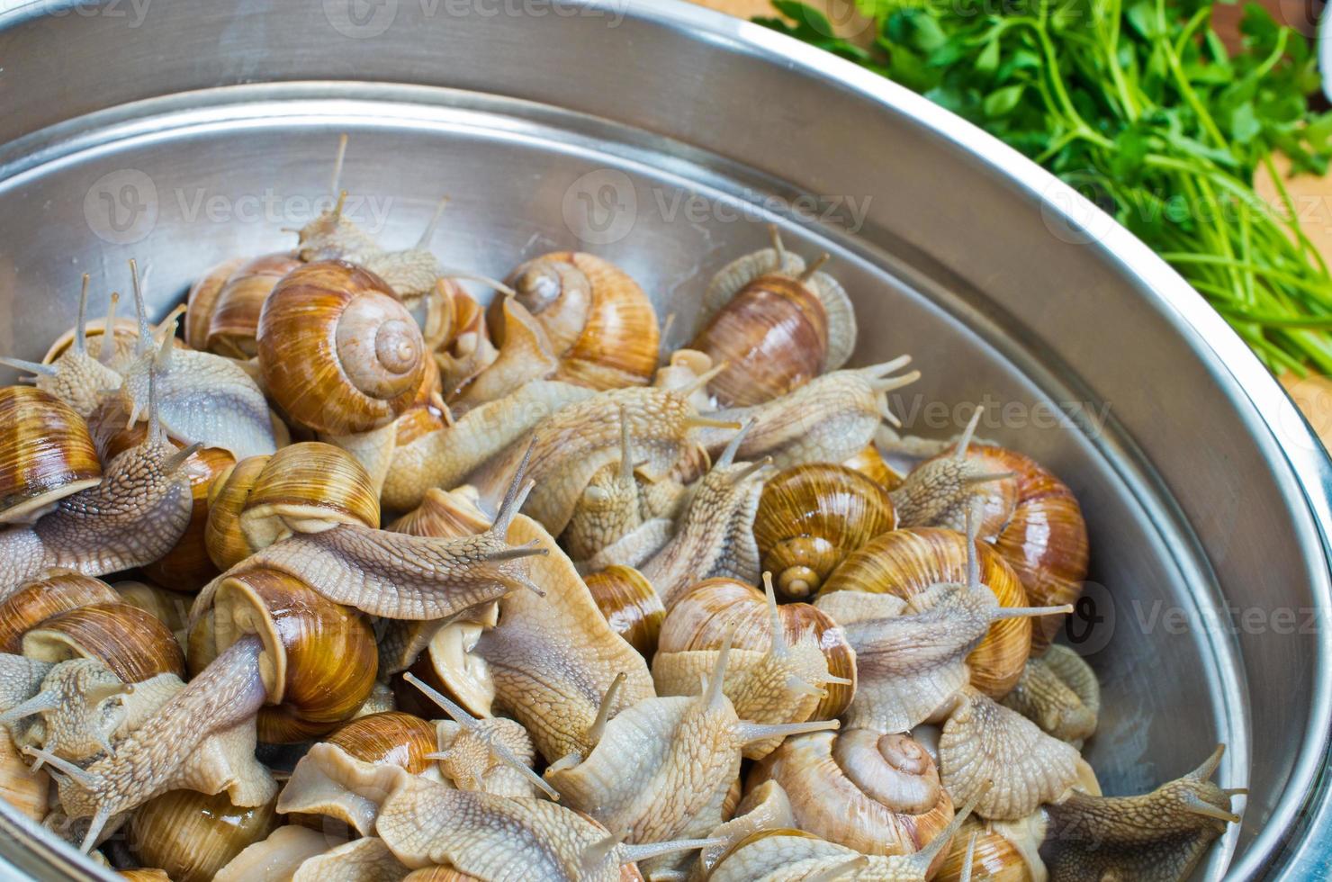 Snails in the bowl during preparation 911958 Stock Photo at Vecteezy