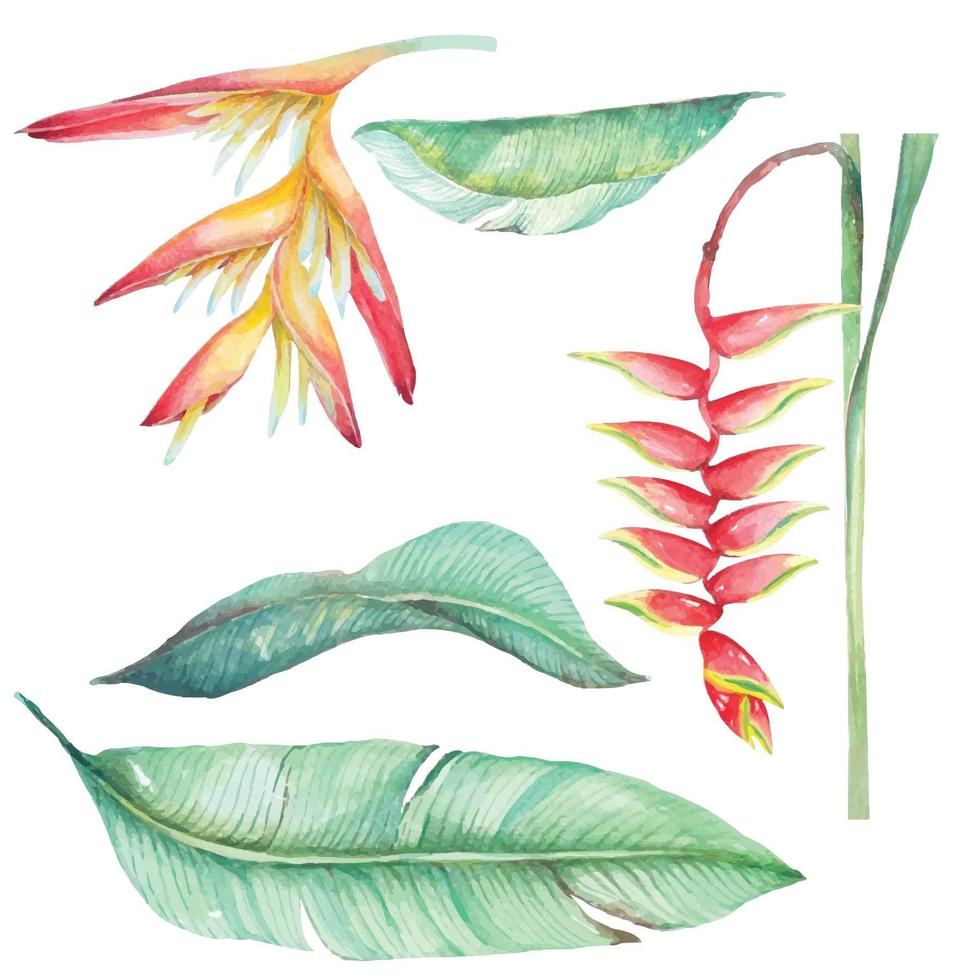 Watercolor Heliconia Set vector