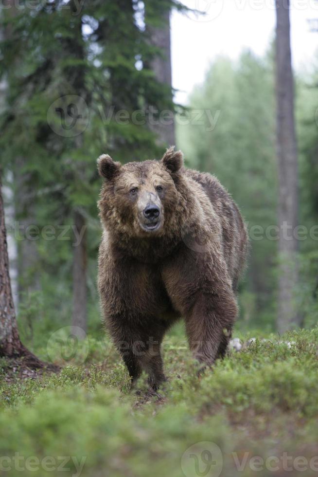 oso pardo europeo, ursus arctos foto