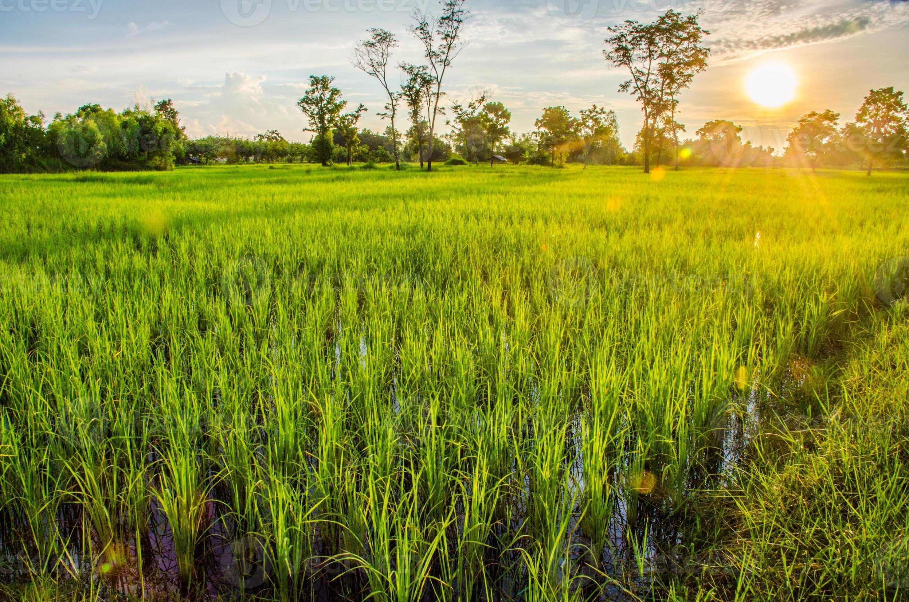 puesta de sol en el campo de arroz foto