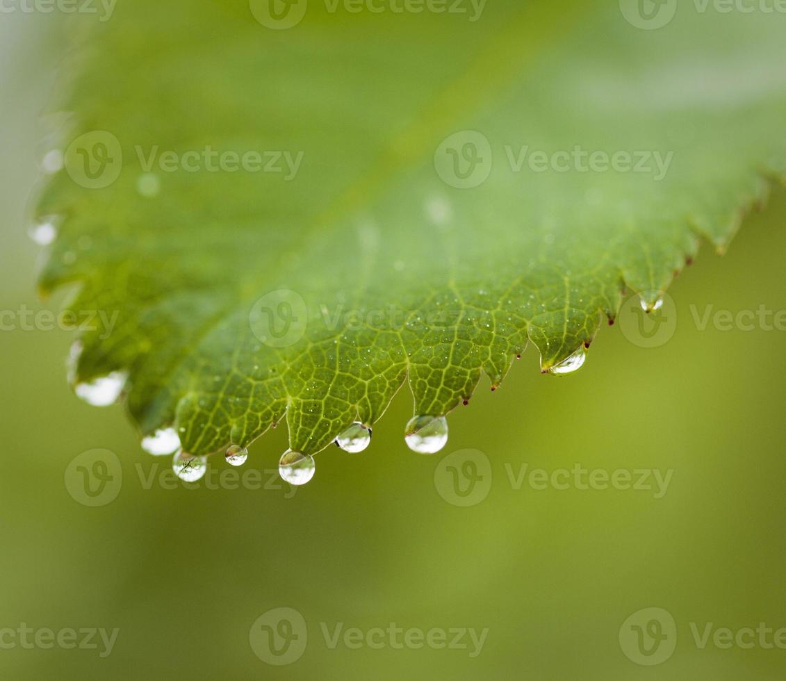 Morning Dew Stock Photo Morning Dew Stock Photo