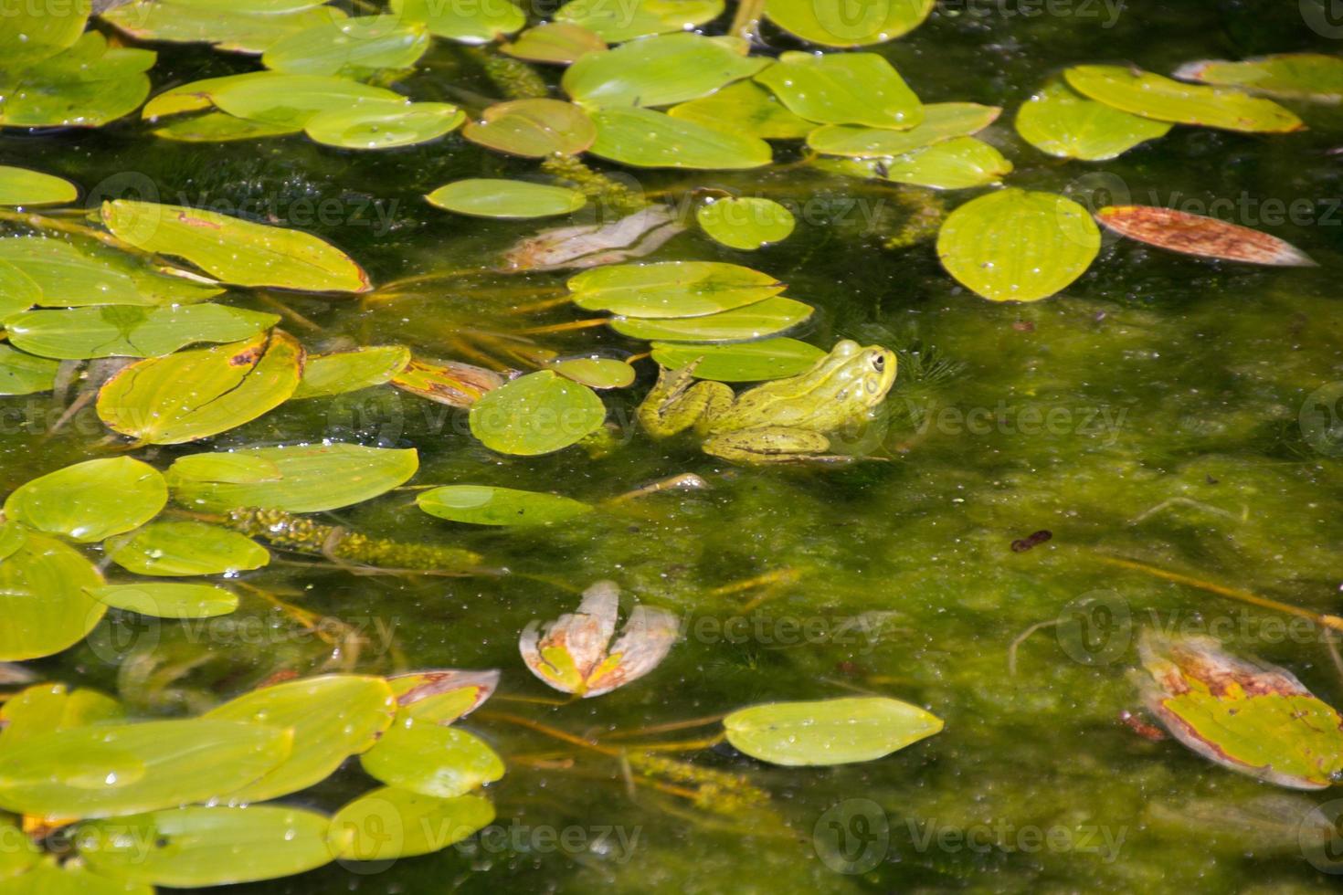 frogs in a pond enjoying full of green leaves photo