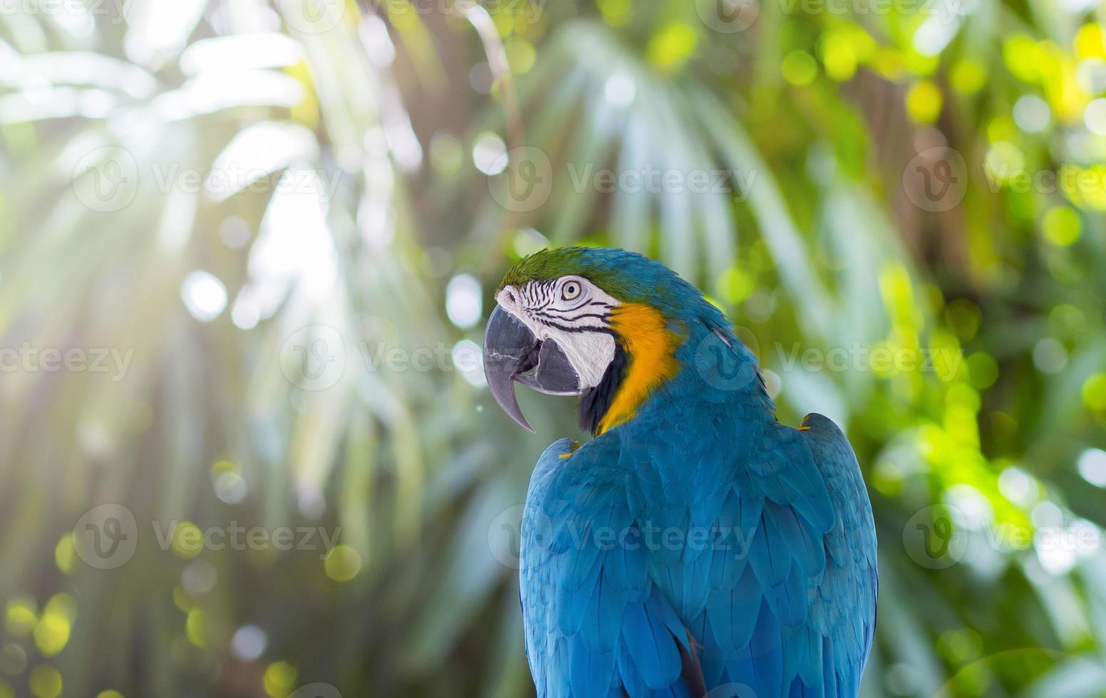 Macaw in the Sunlight photo