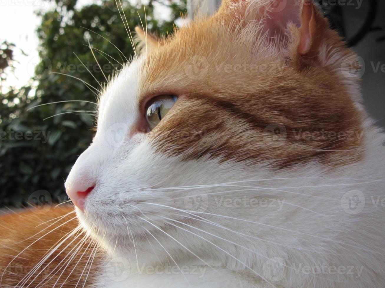 Perfil de gato atigrado naranja y blanco disfrutando del sol foto