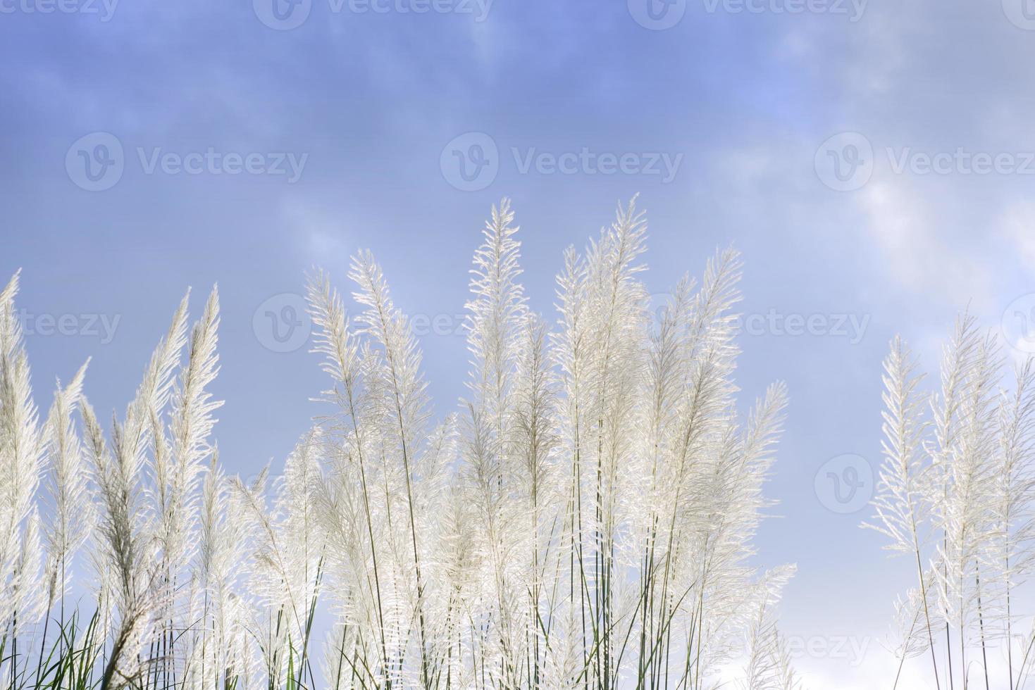 Grass flower  against cloudy sky photo