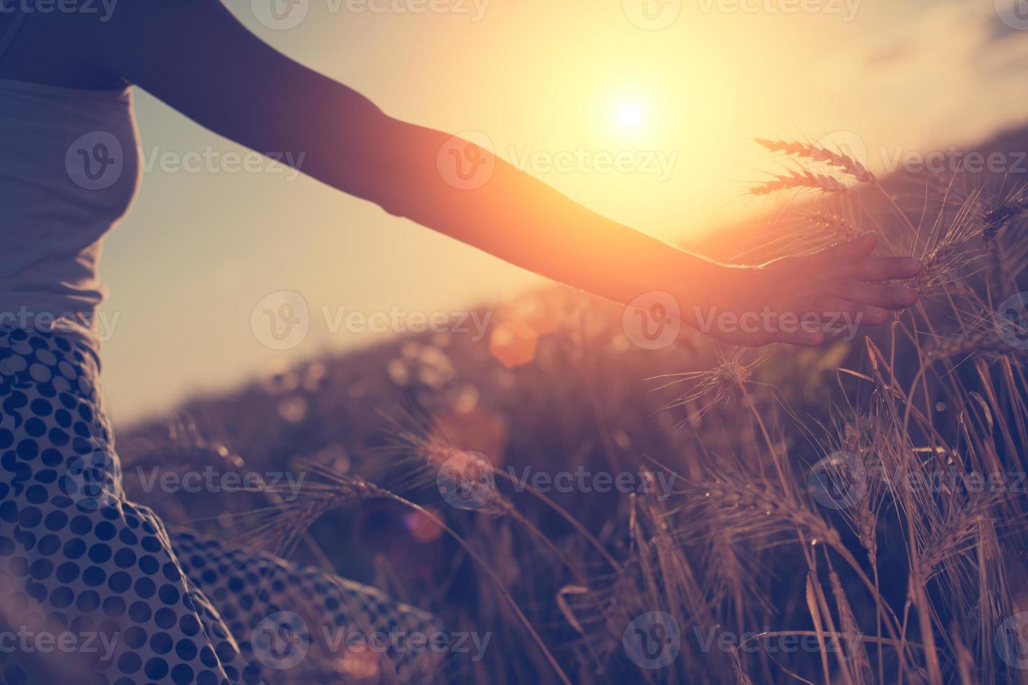 Girl's hand touching wheat spikes photo