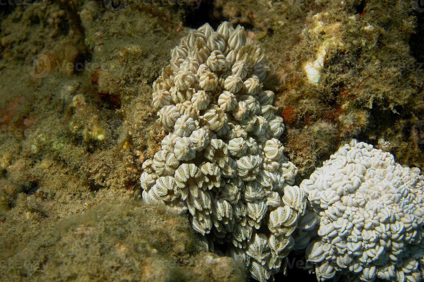 pequeño coral blanco foto