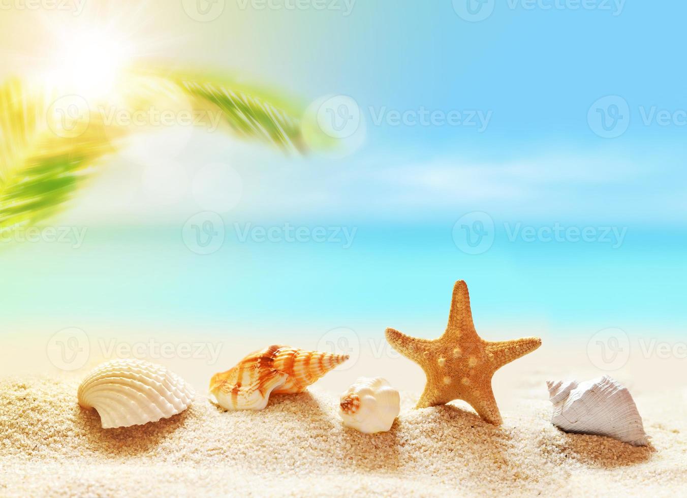 conchas marinas en la playa de arena y palmeras foto