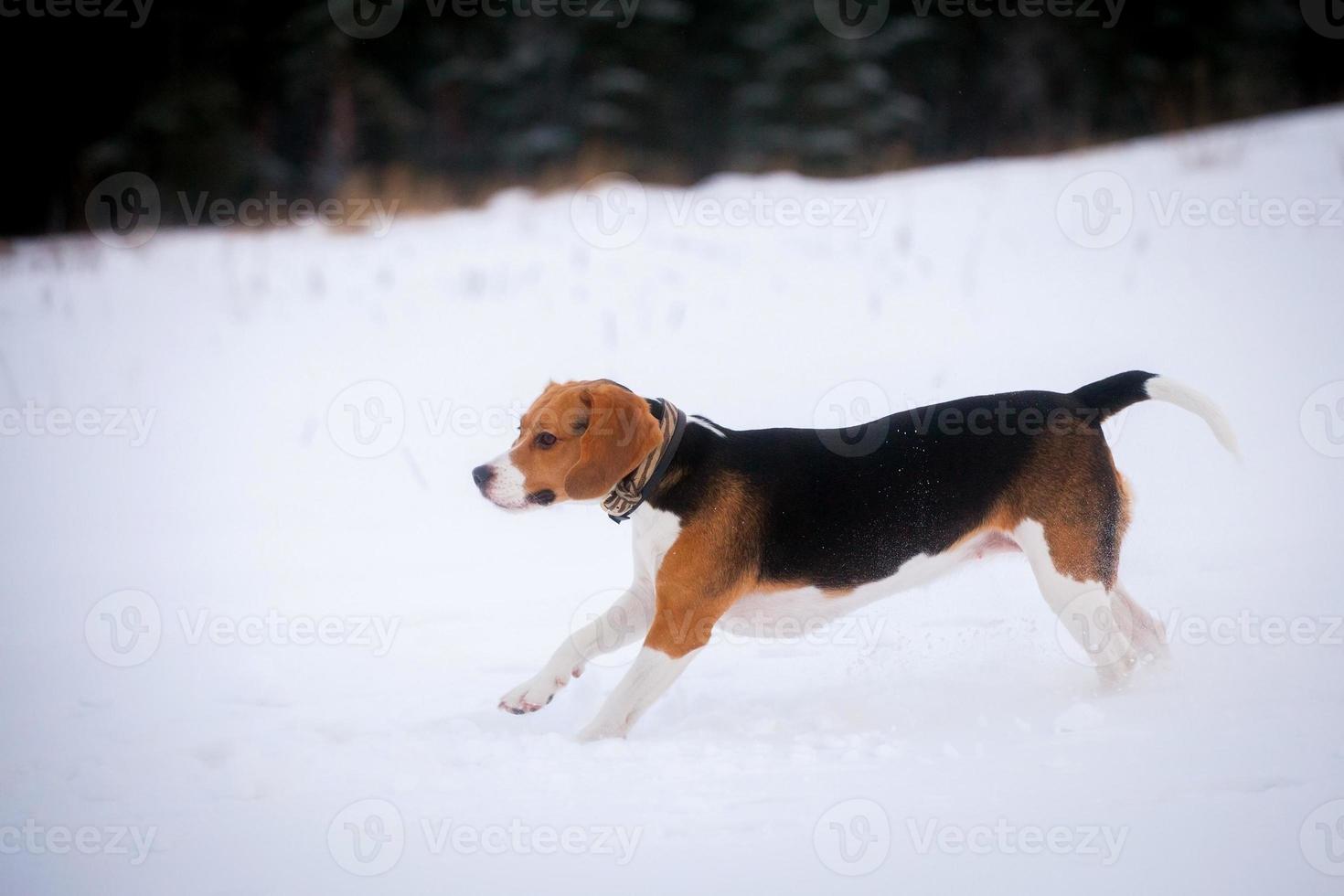 perro beagle inteligente al aire libre foto