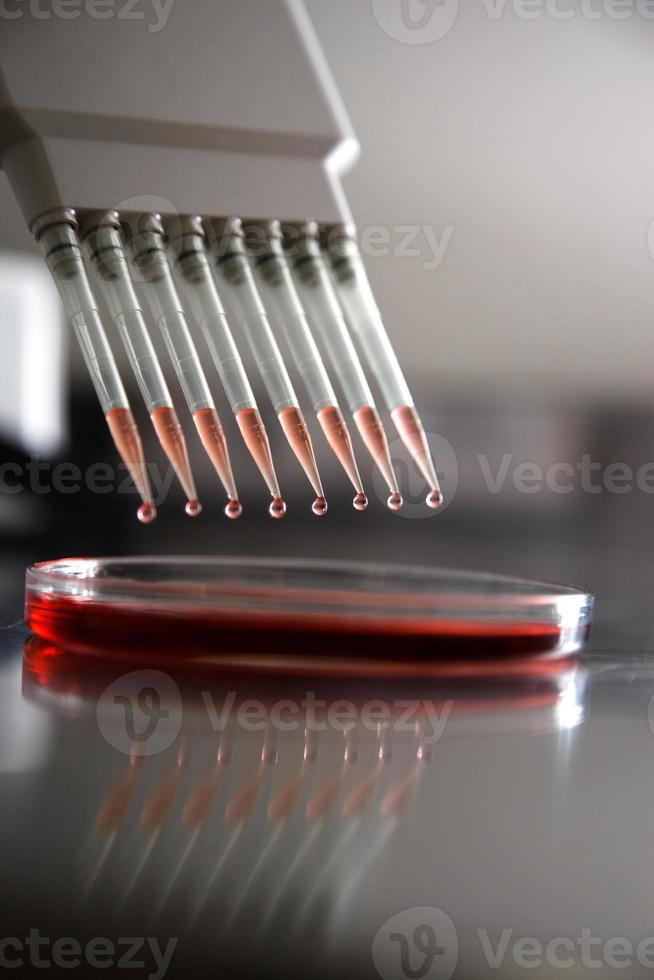 pipette injecting liquid into a plate photo