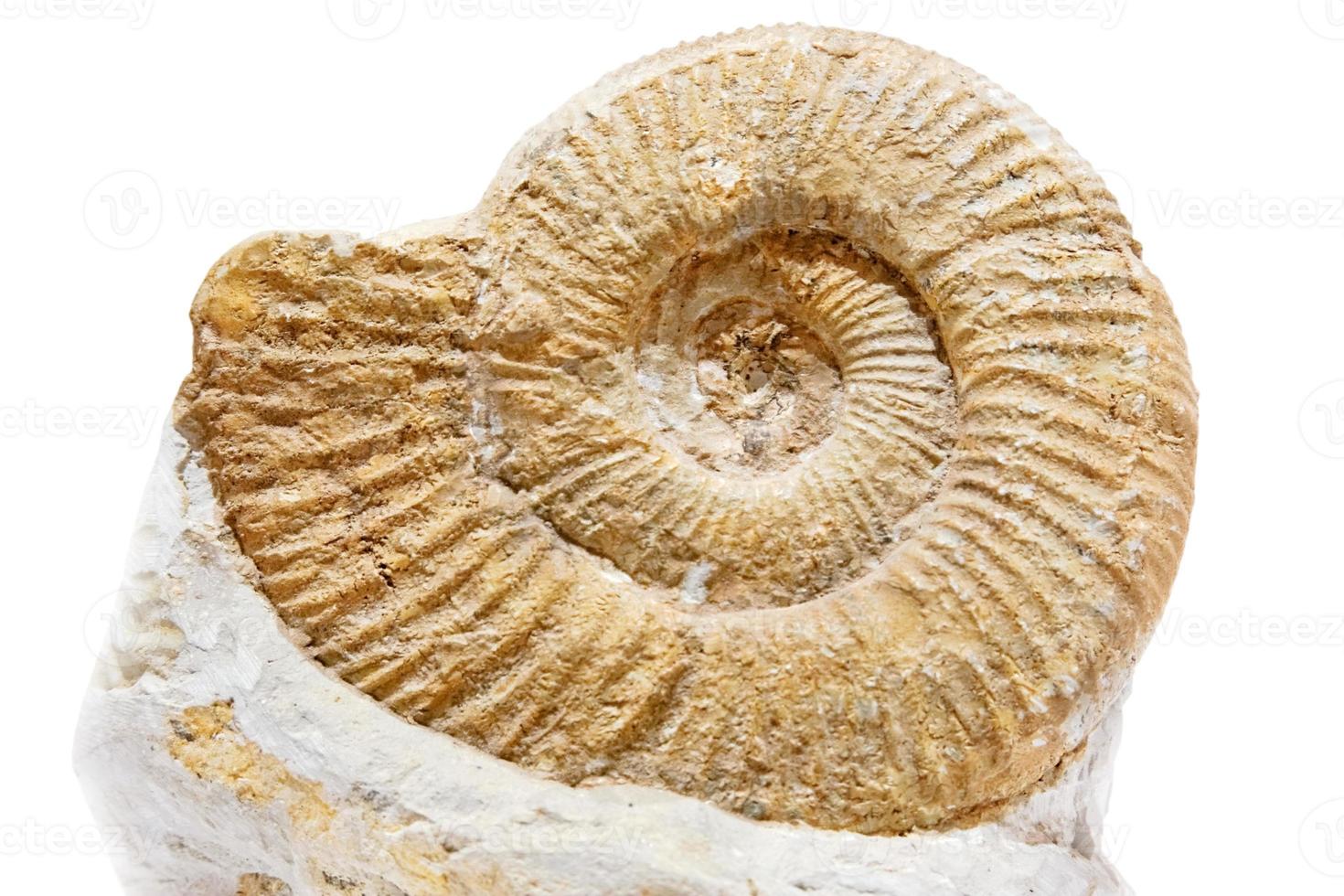 Ancient shell on a white background photo