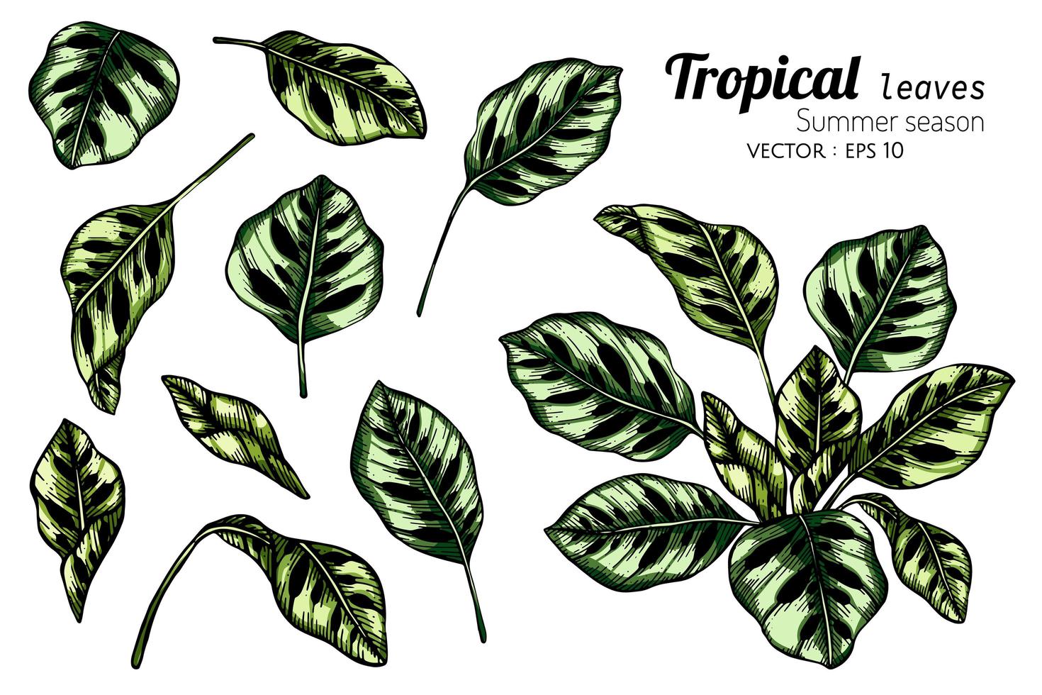conjunto de hojas tropicales exóticas vector