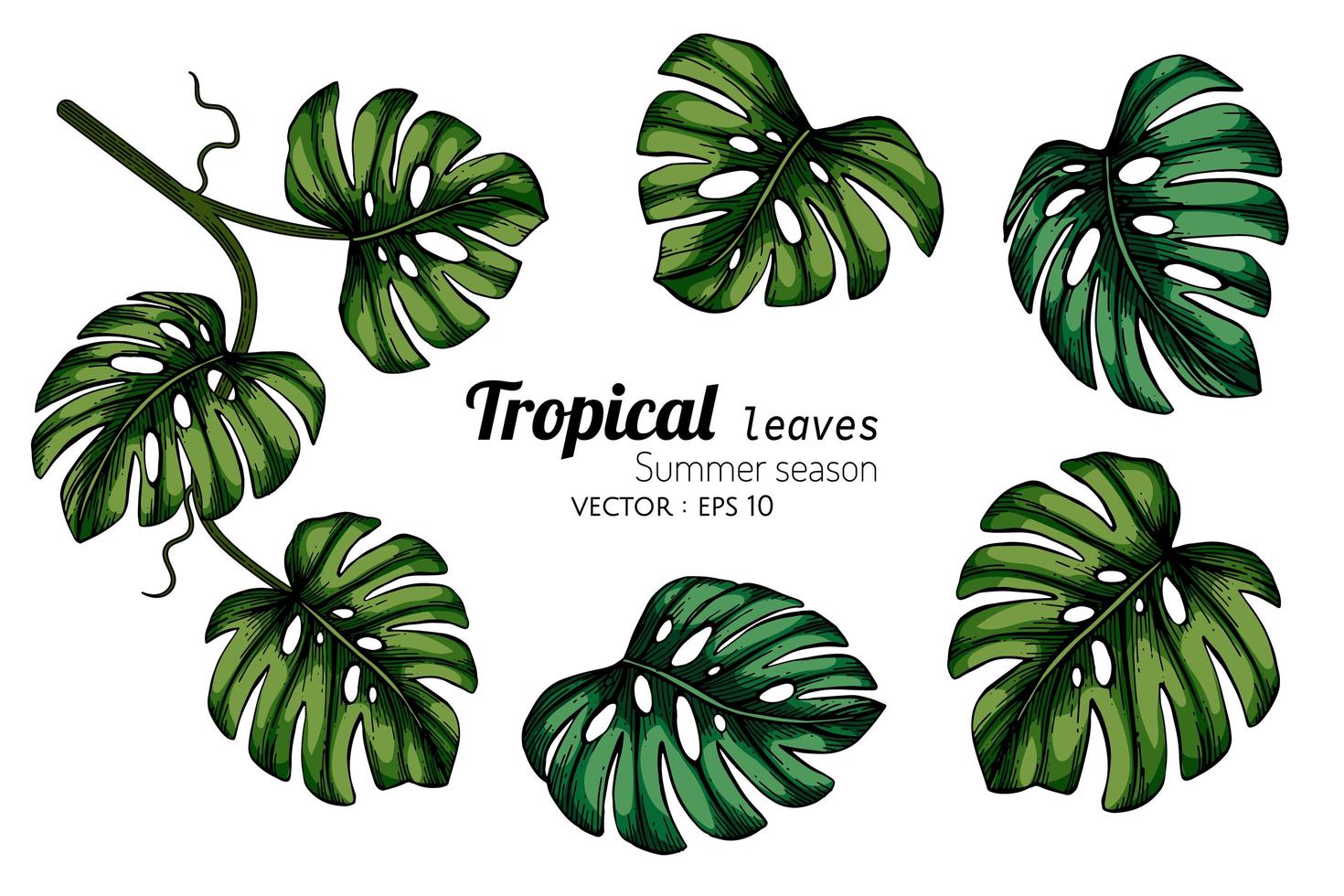 Set of Monstera Tropical Leaf Drawing vector