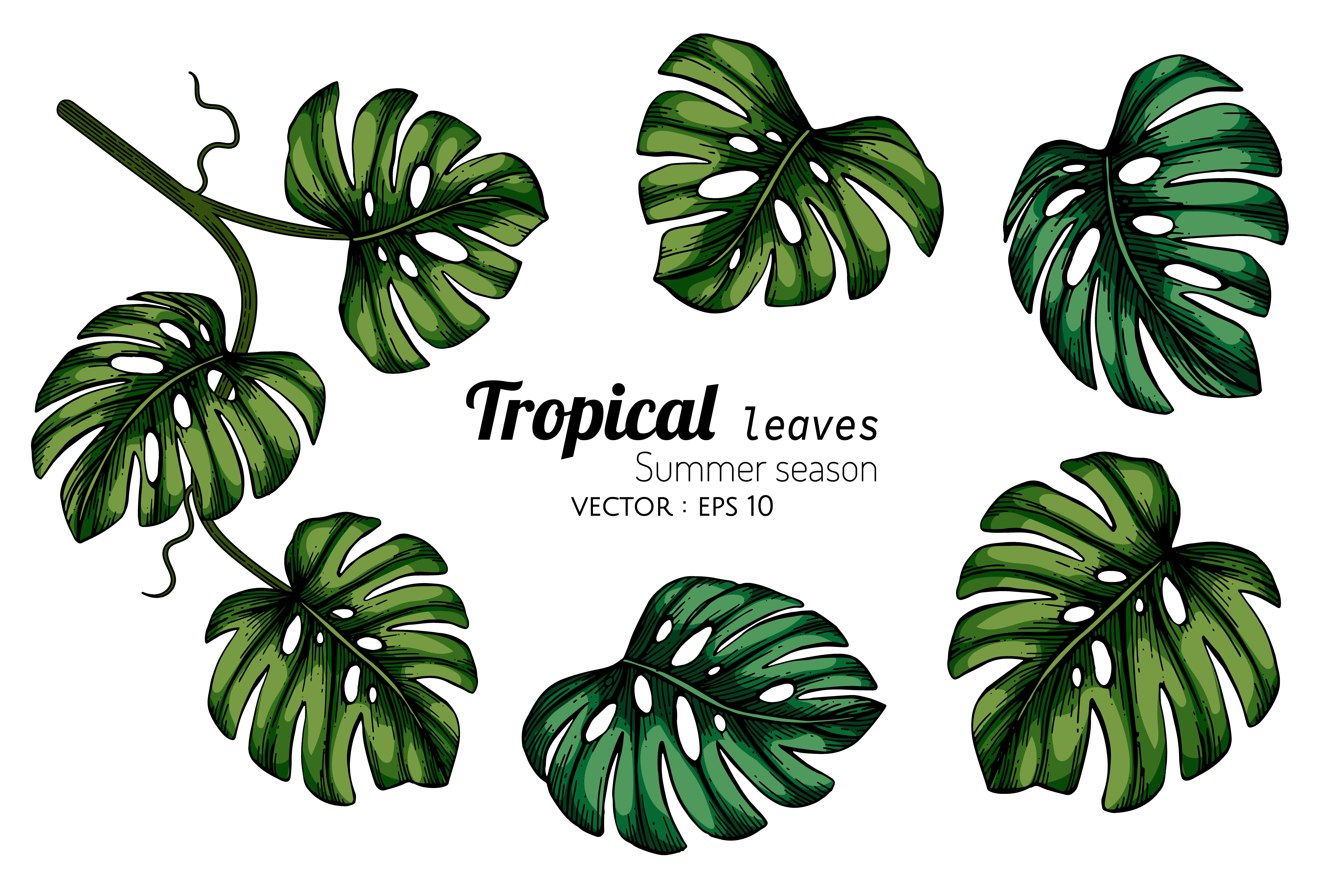 Set of Monstera Tropical Leaf Drawing 935558 Vector Art at Vecteezy