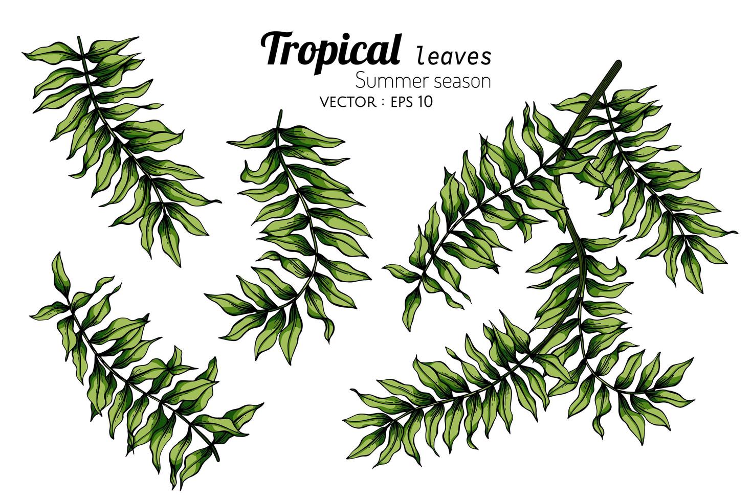 Set of Fern Leaf Drawings vector