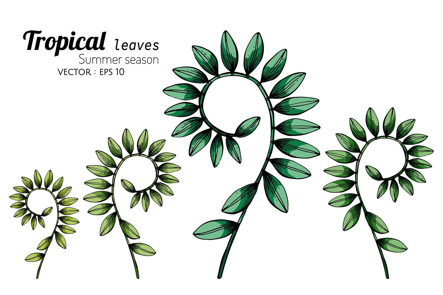 conjunto de hojas tropicales en espiral conjunto dibujado a mano vector