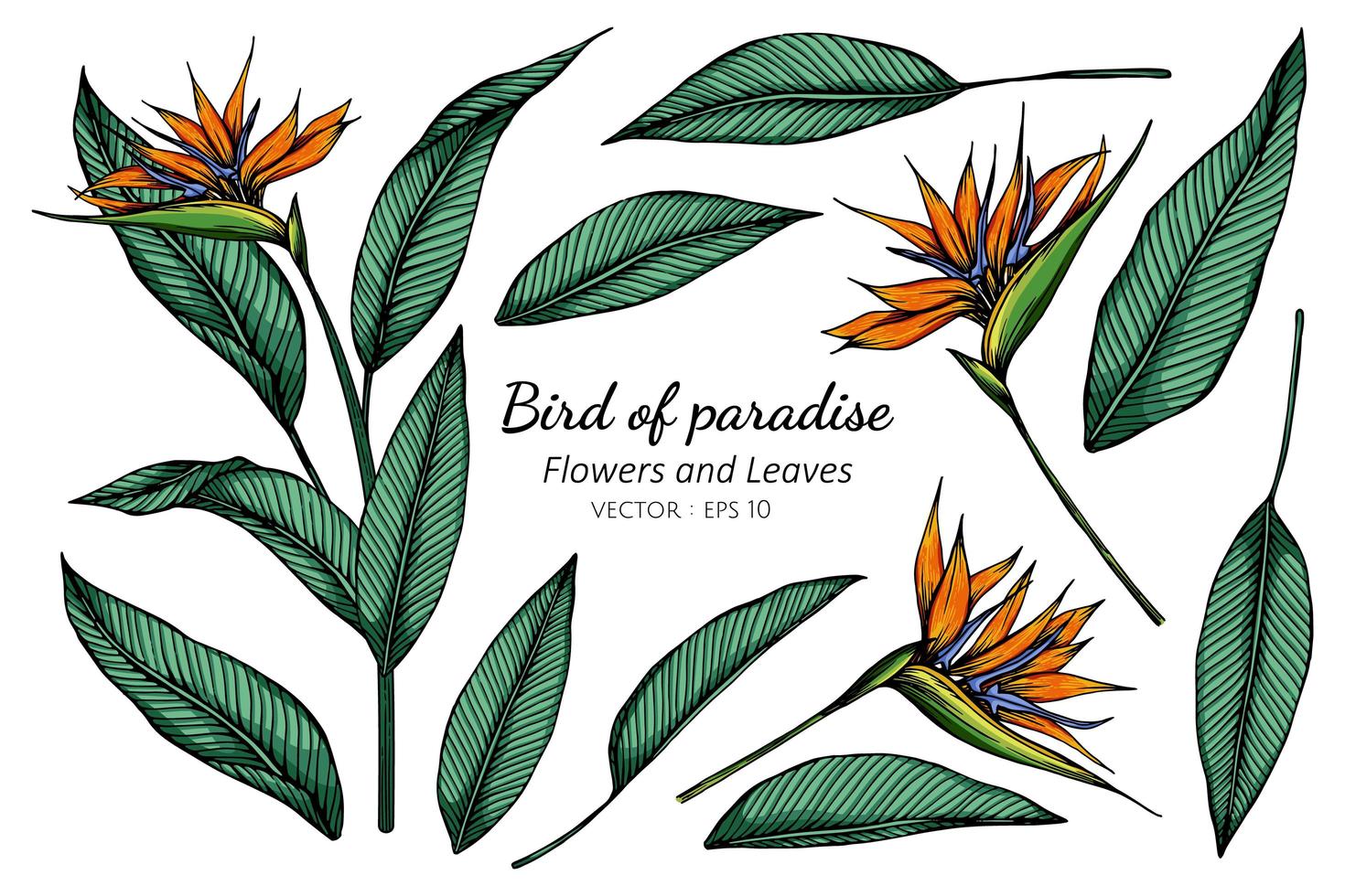 Set of Bird of Paradise Flower Drawing vector