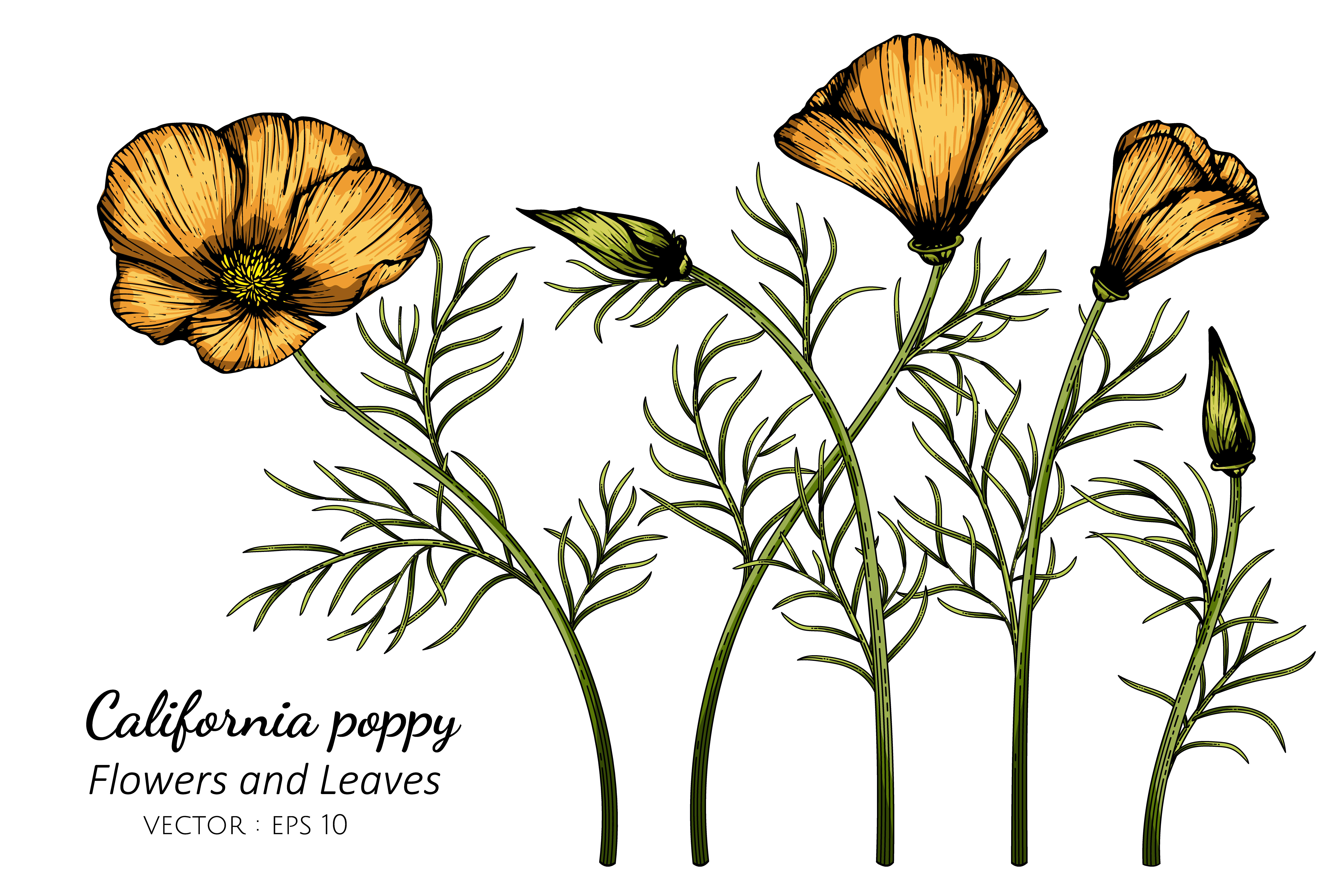 Single Poppy Flower Drawing