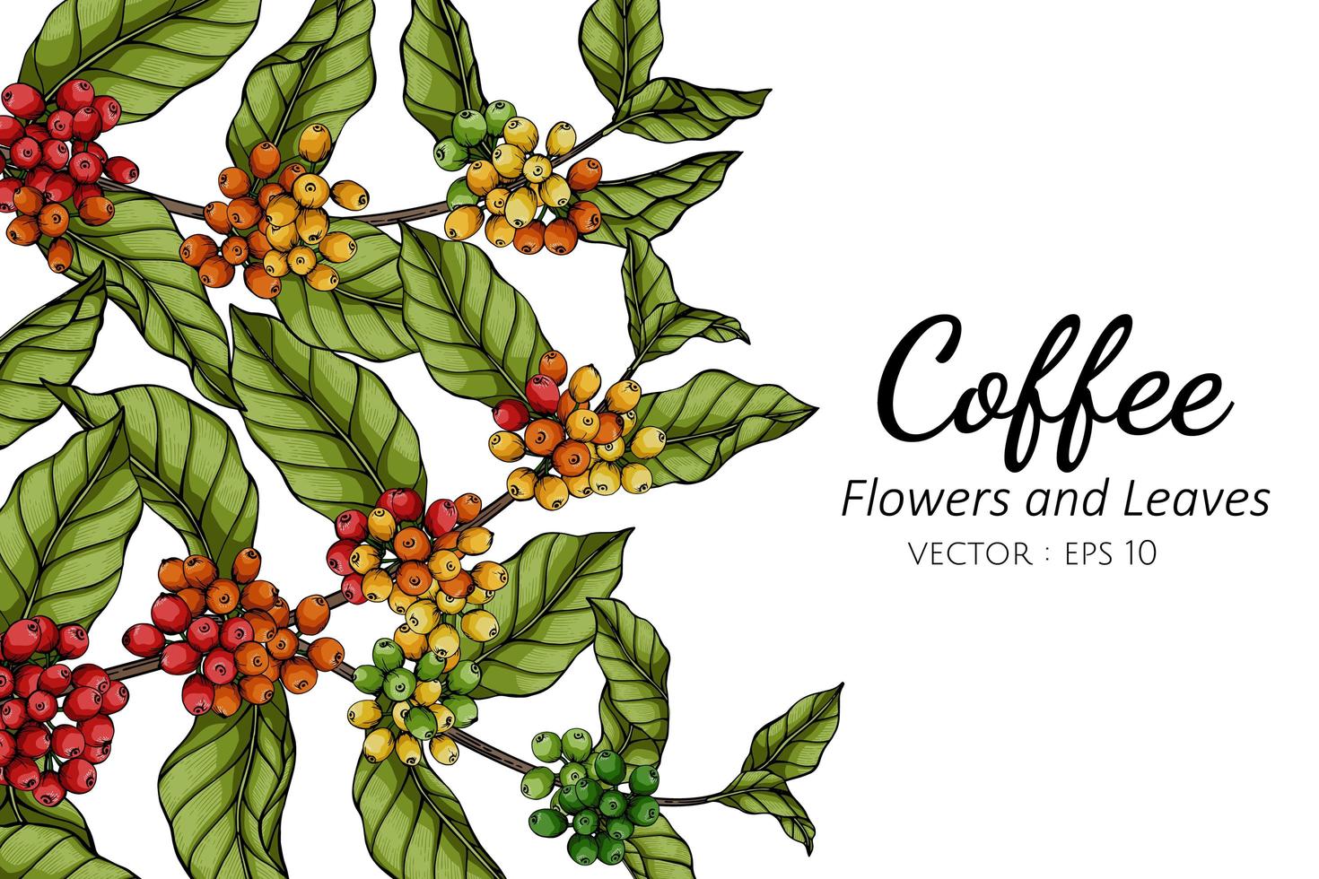 dibujo de flores y hojas de café vector