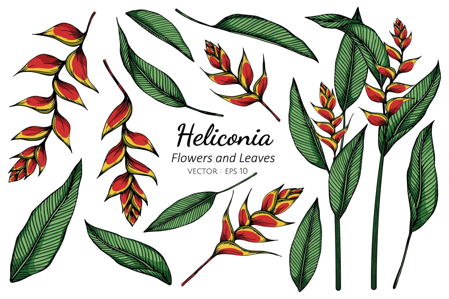 Set of Heliconia Flower Illustration vector