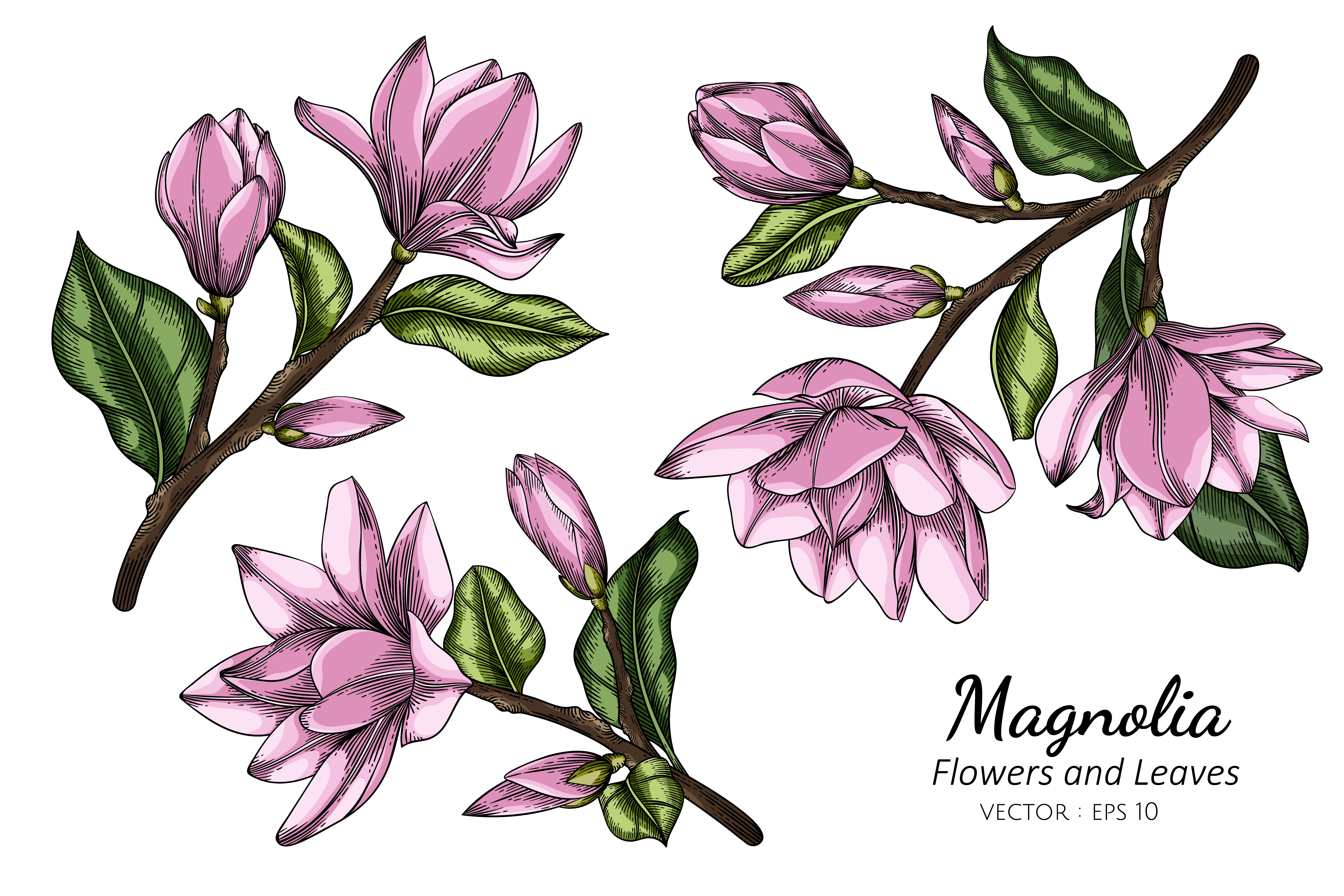 Pink Magnolia Flower and Leaf Drawing 935584 - Download Free Vectors