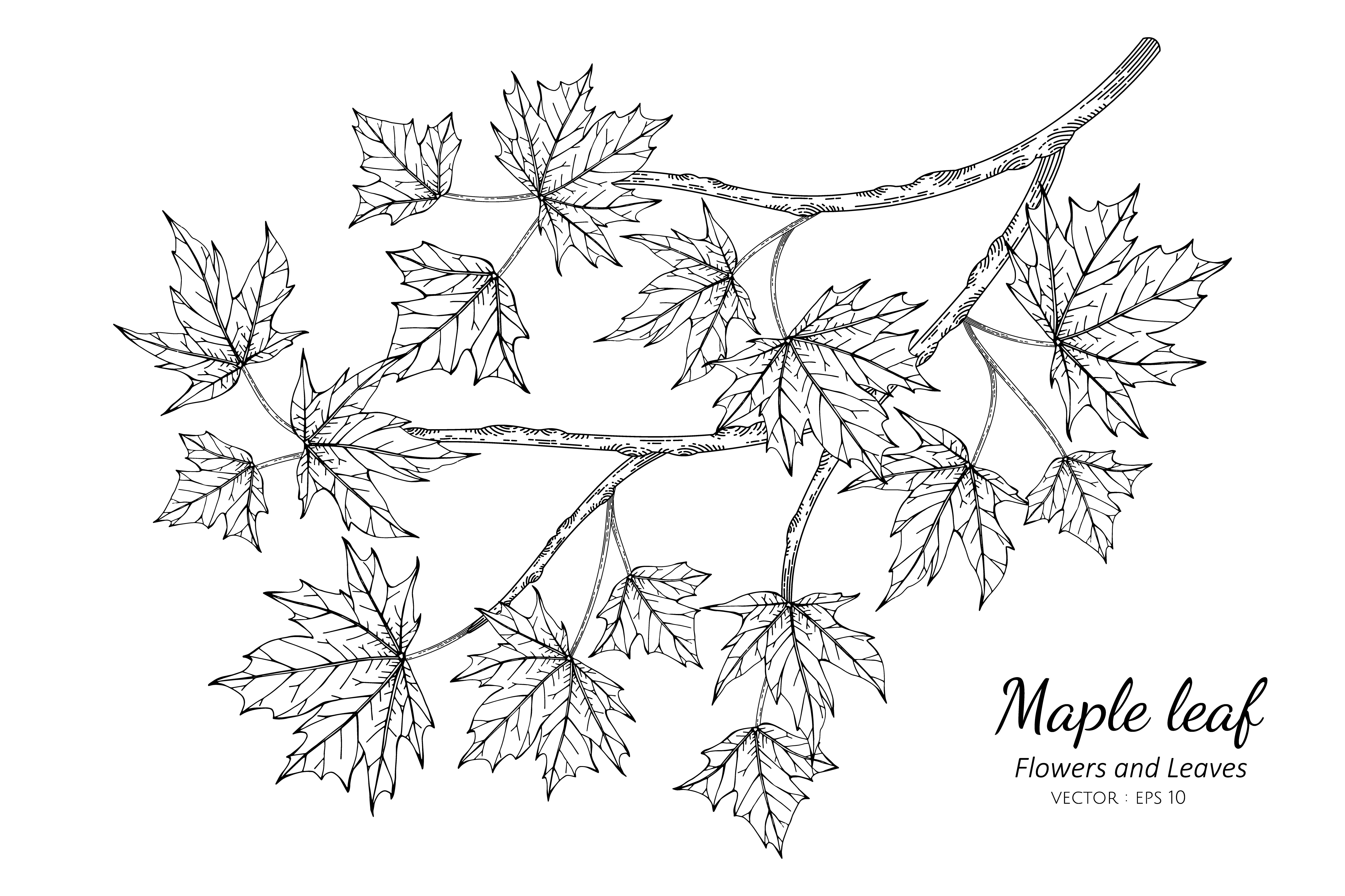 Maple Leaf Outline Drawing Vector Images (over 1,700)