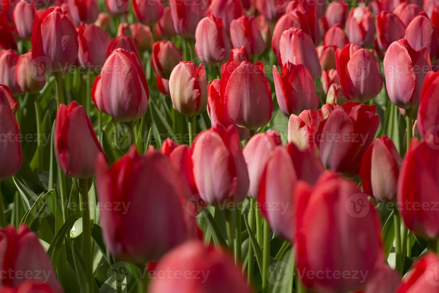 tulipanes rojos foto