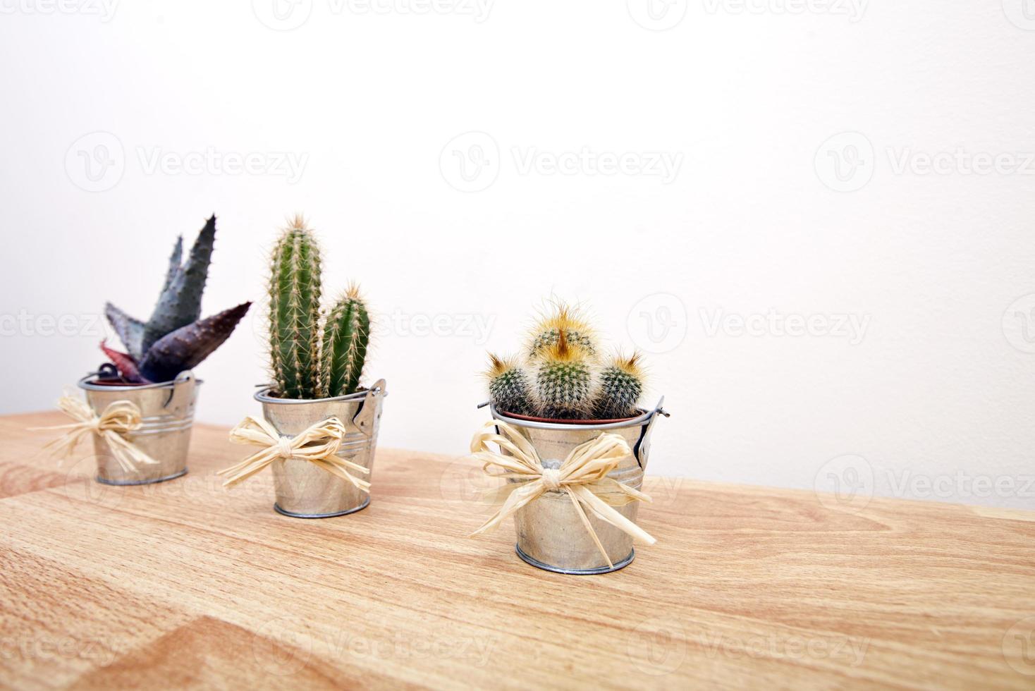 variety of Cacti in pots photo
