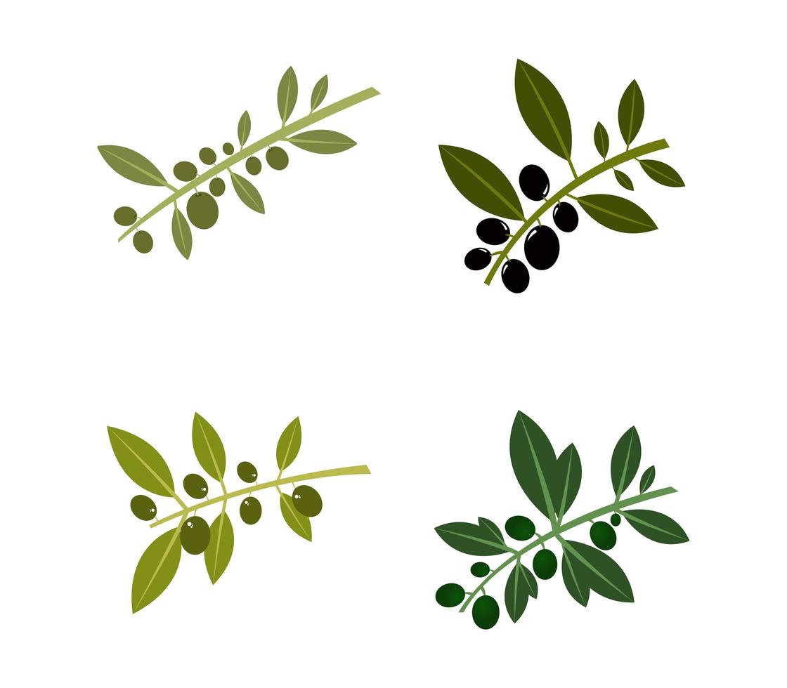 Set of Olives Icons vector