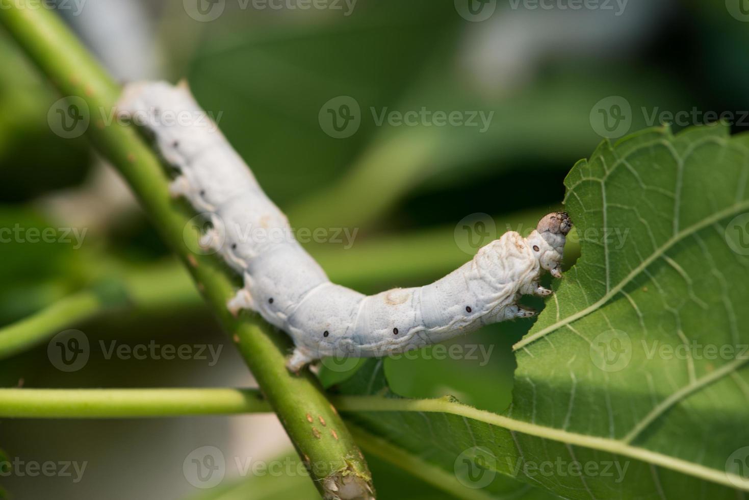 Silkworm photo