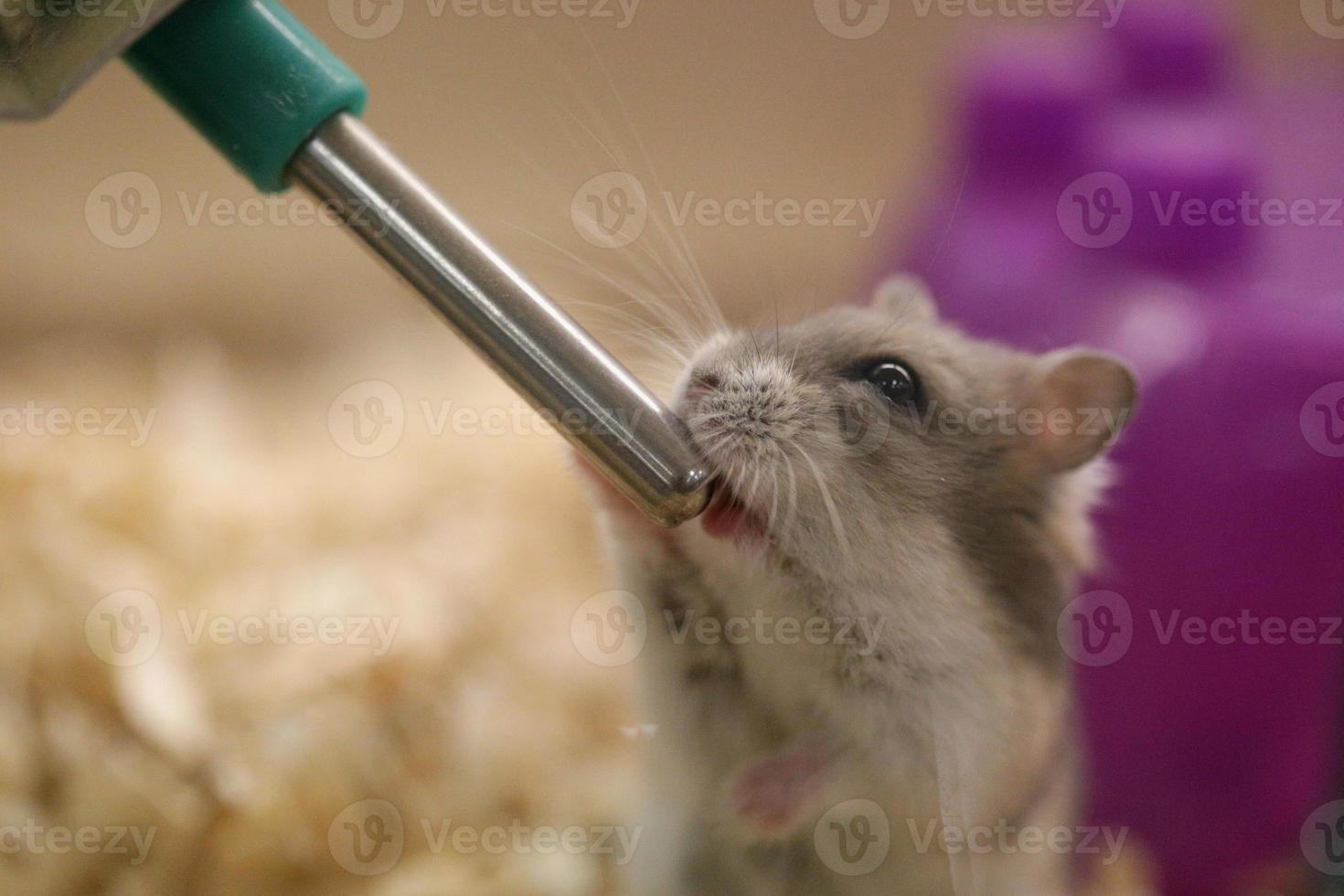 Mouse drinking from a spout photo