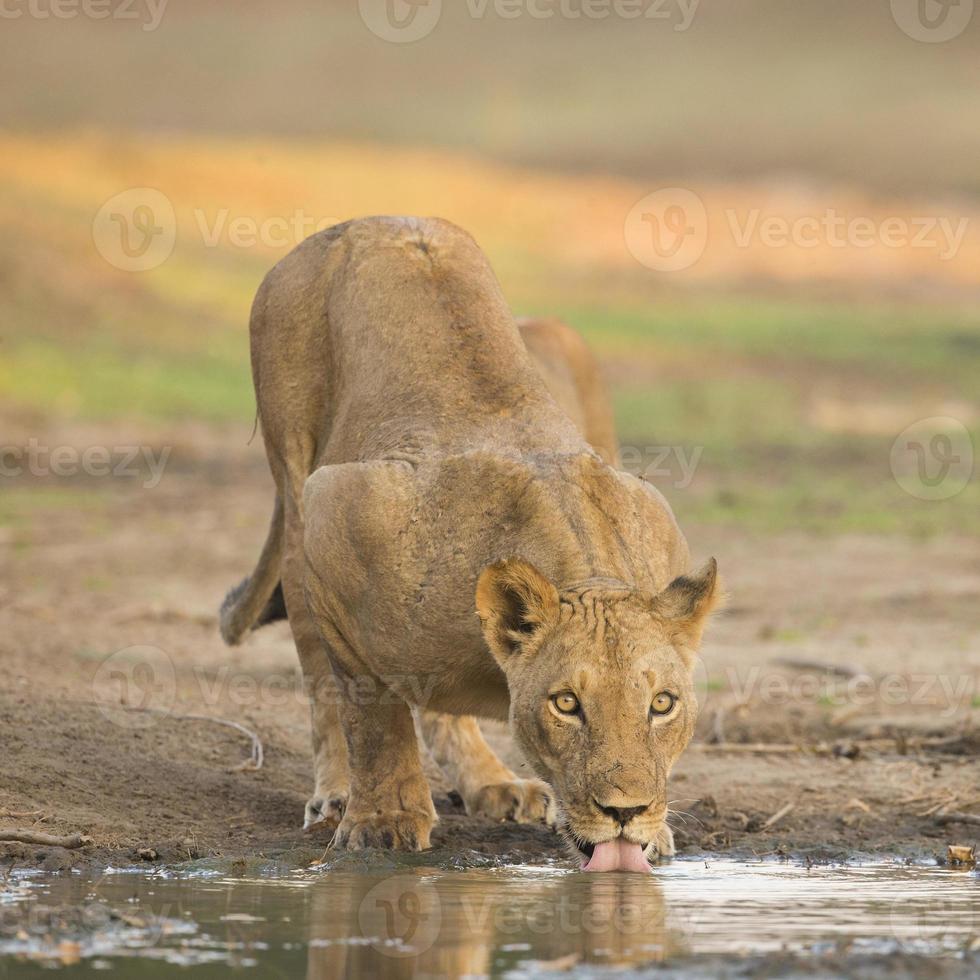 Female Lion (Panthera leo) drinking photo