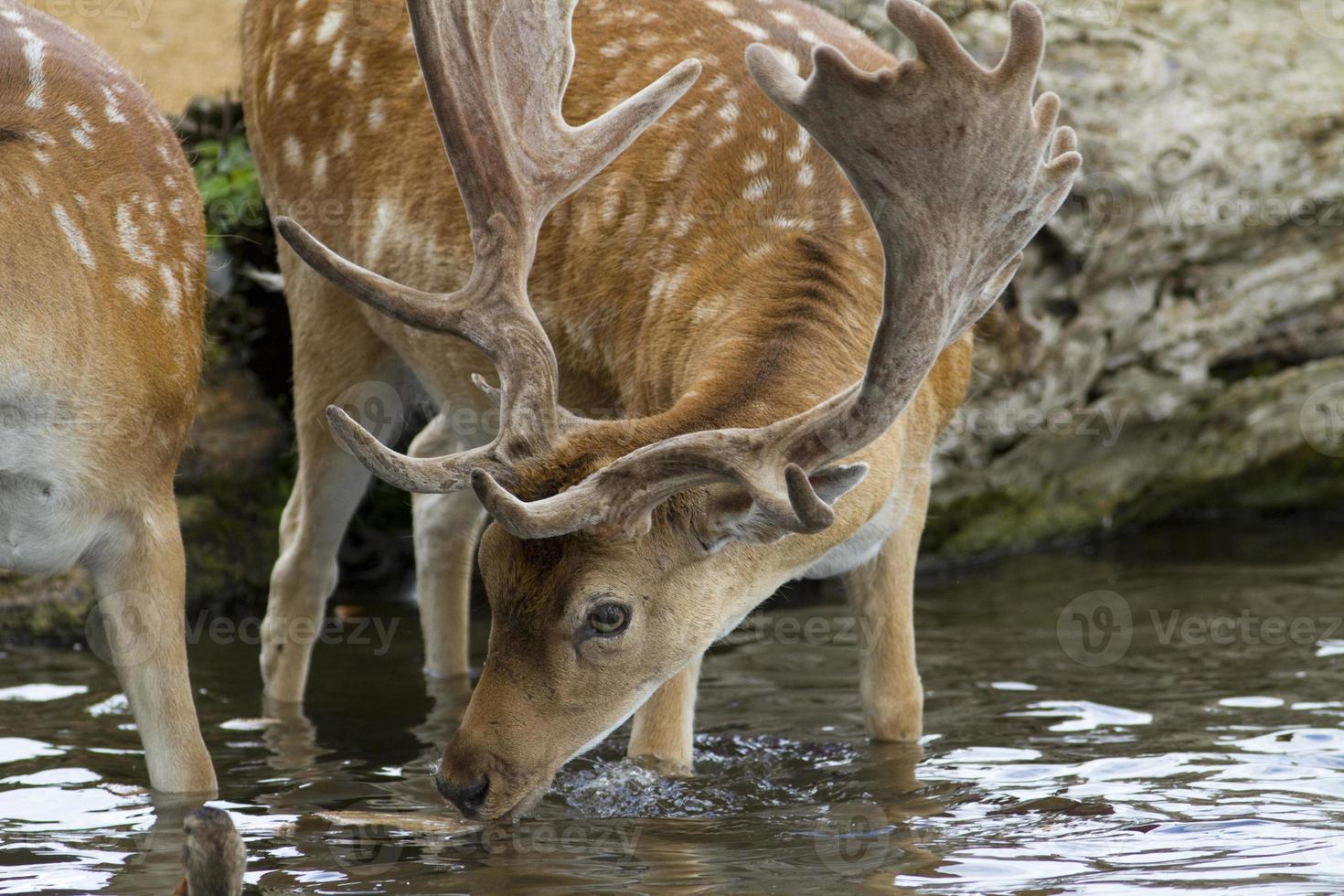 Male stag deer drinking water photo