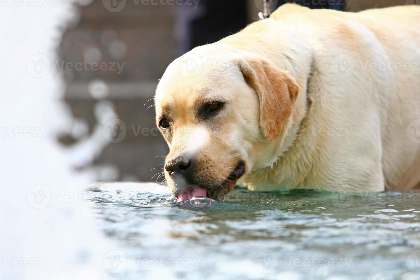 Labrador drinking water from fountain photo