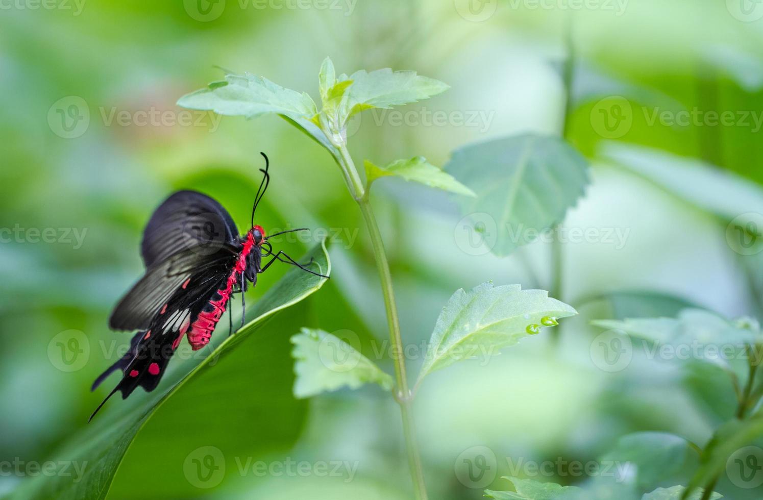 Beautiful Butterfly in a Butterfly Farm photo