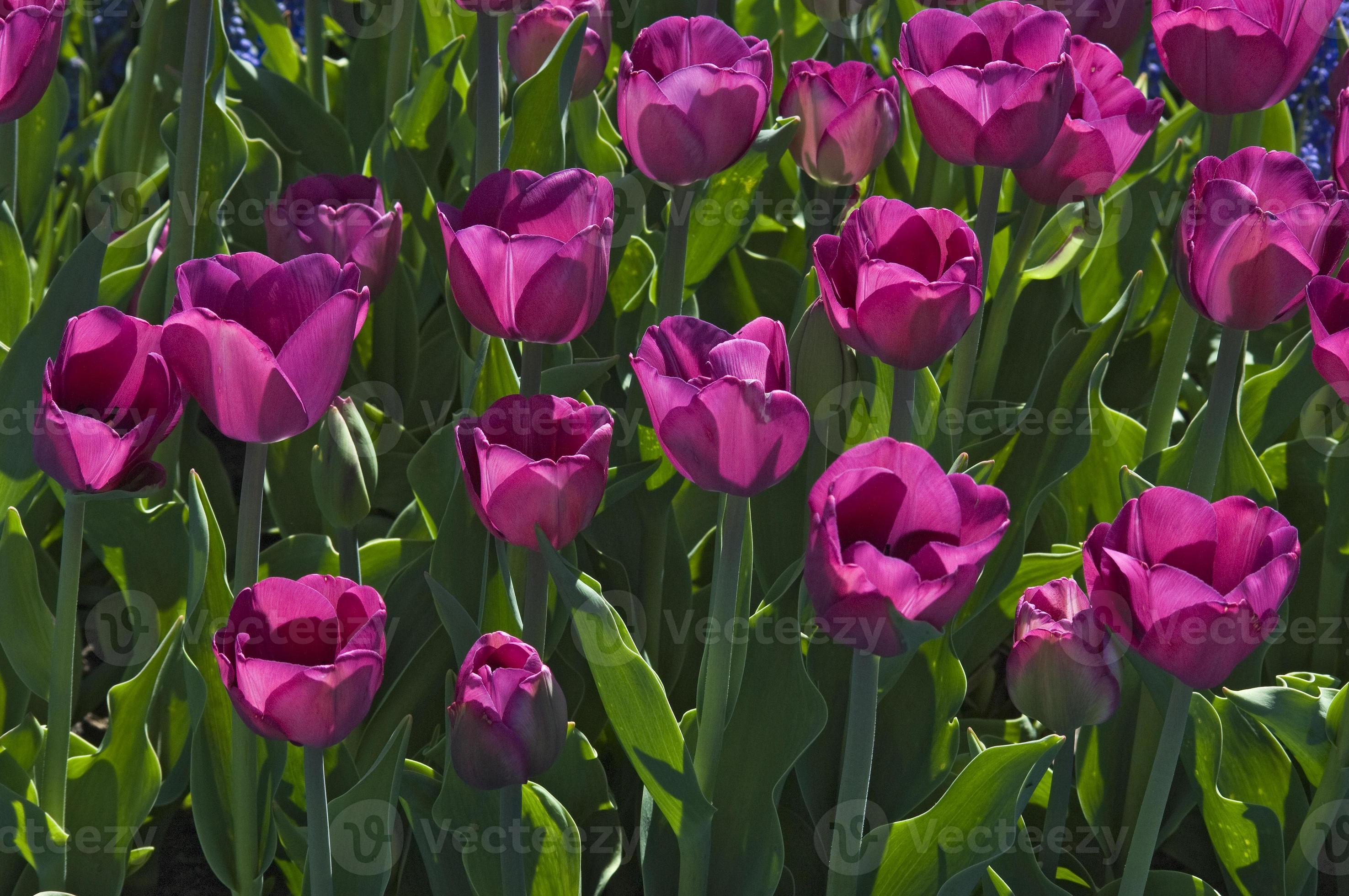tulipanes morados foto