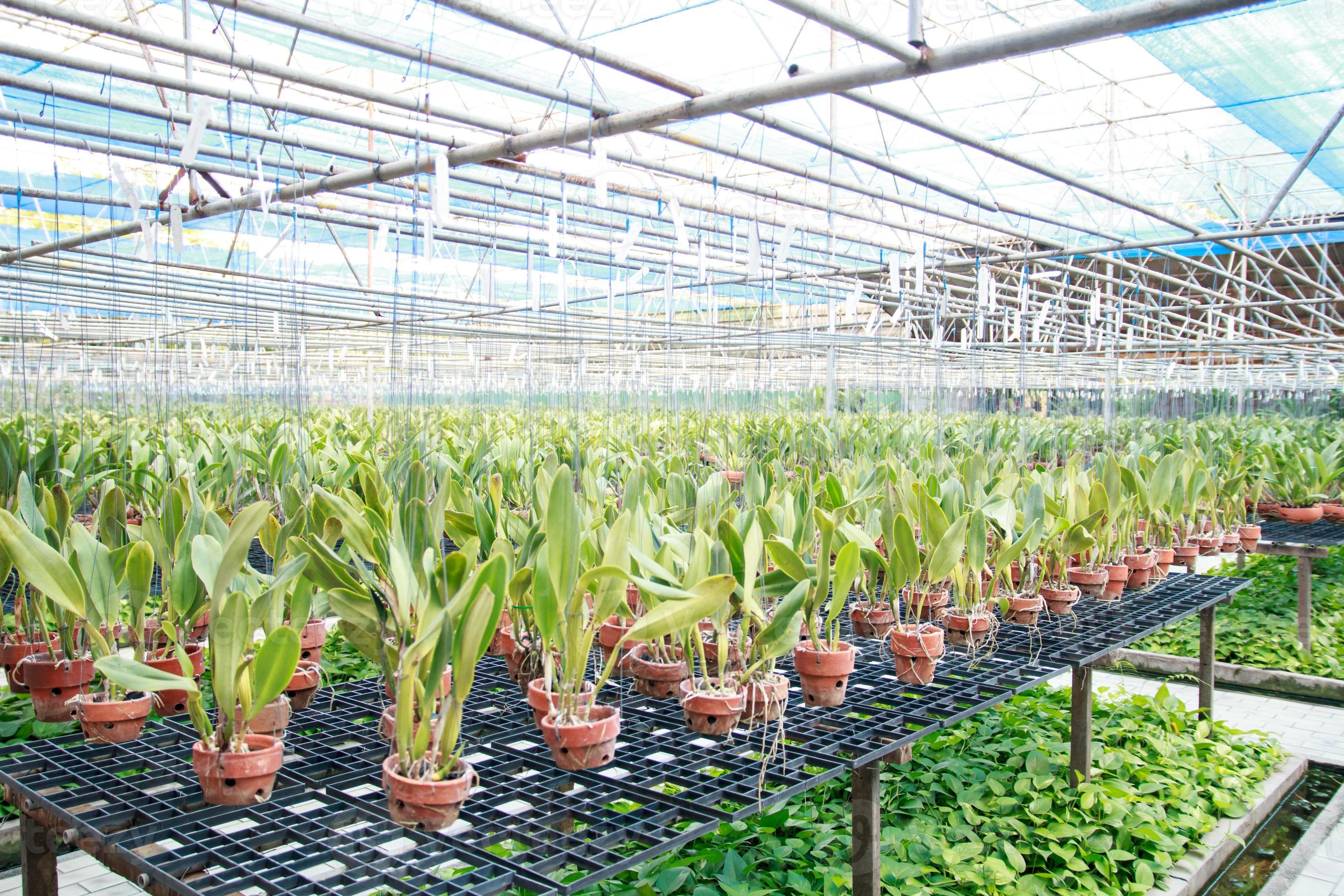 Orchid nursery farm 943407 Stock Photo at Vecteezy