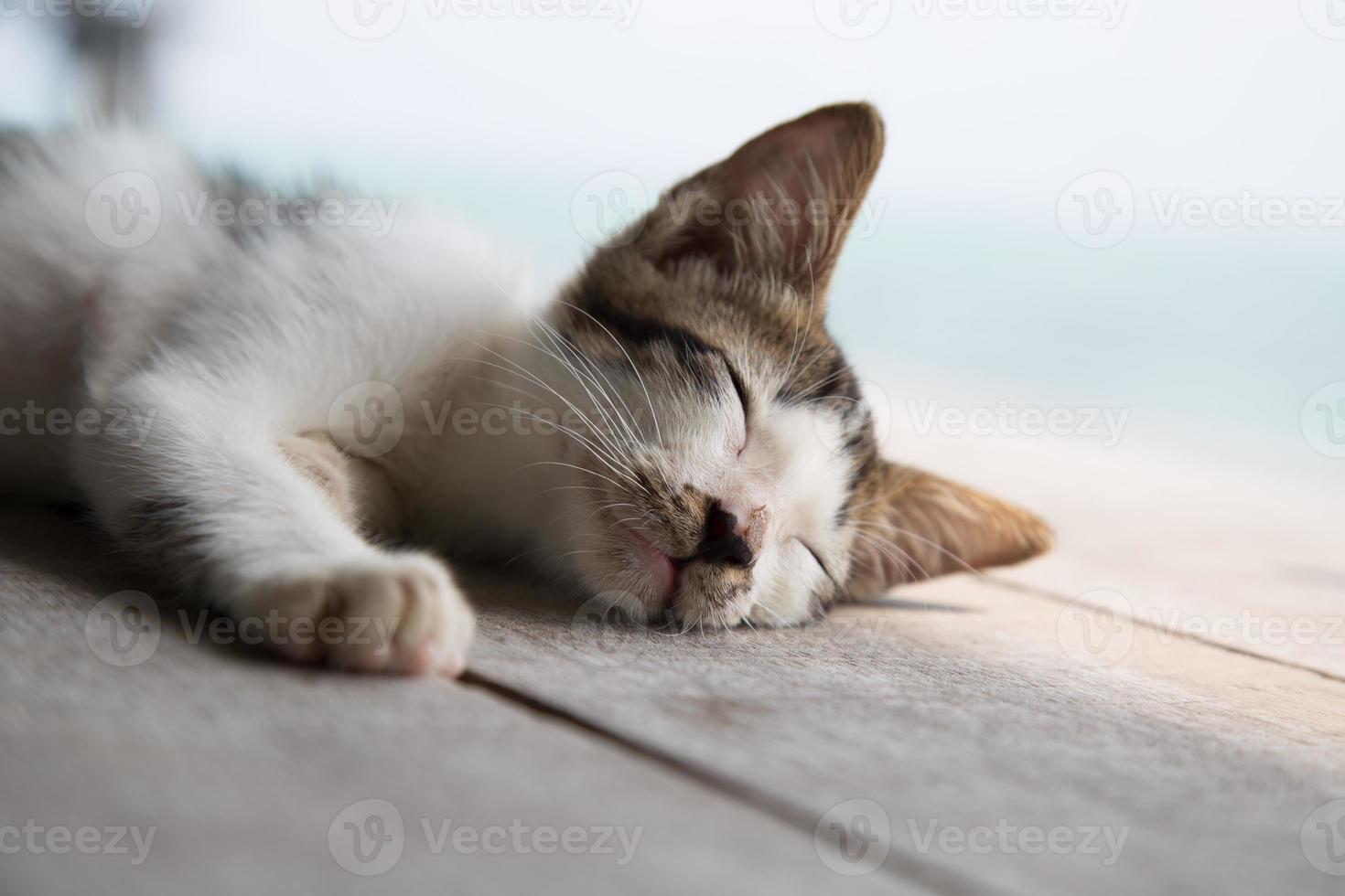 Cute sleeping cat. photo