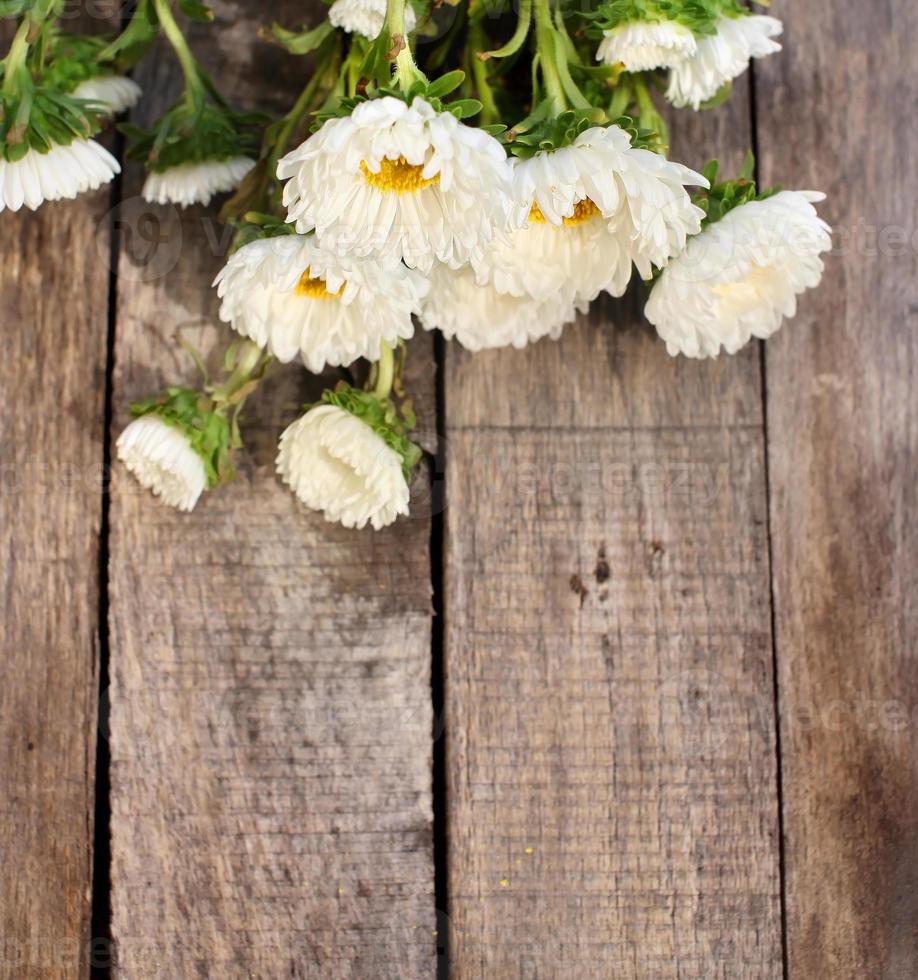 flores de aster blanco foto