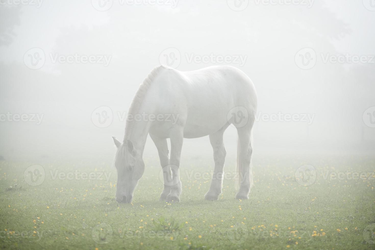 Grazing horse in mist photo