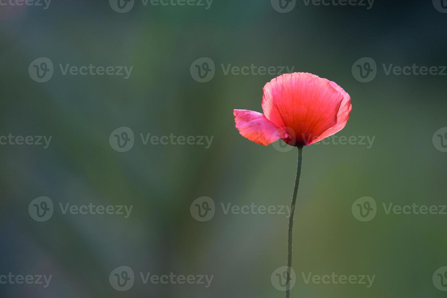 flor de amapola roja foto