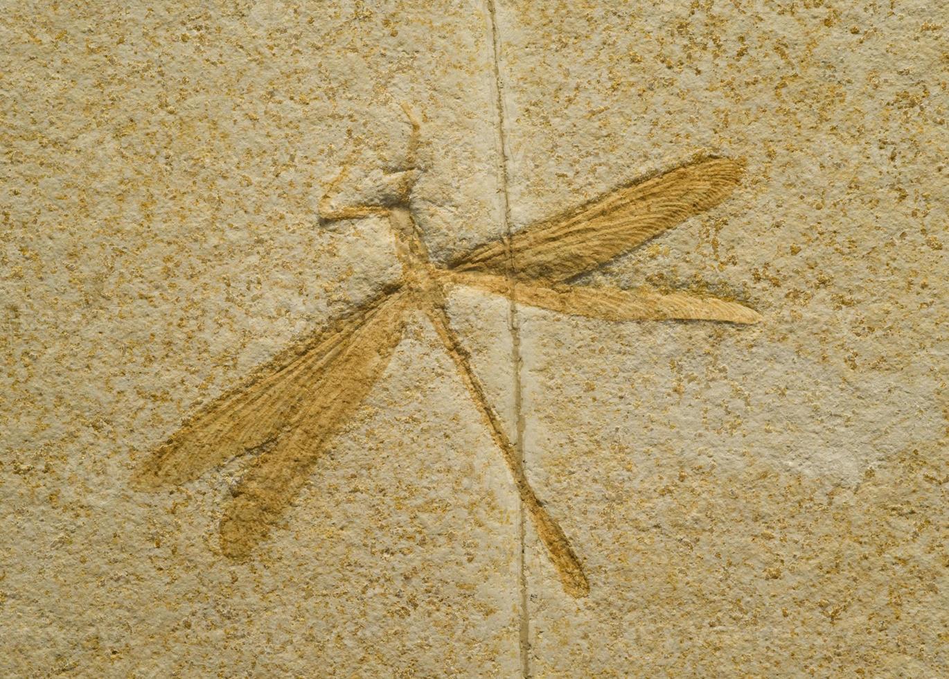 Fósil de una libélula. foto
