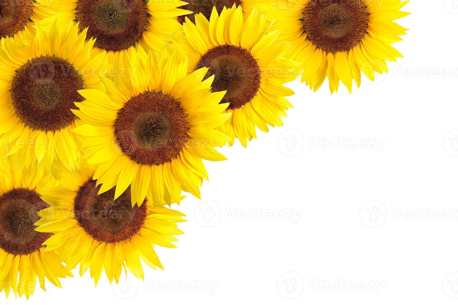 Sunflowers border with white copy space photo