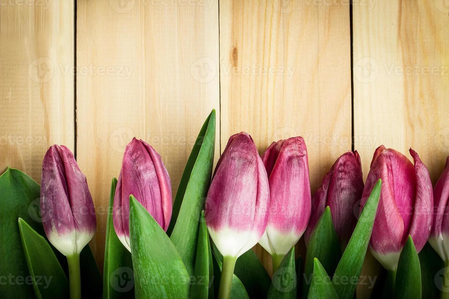 Tulips on a wooden background. Copy space photo