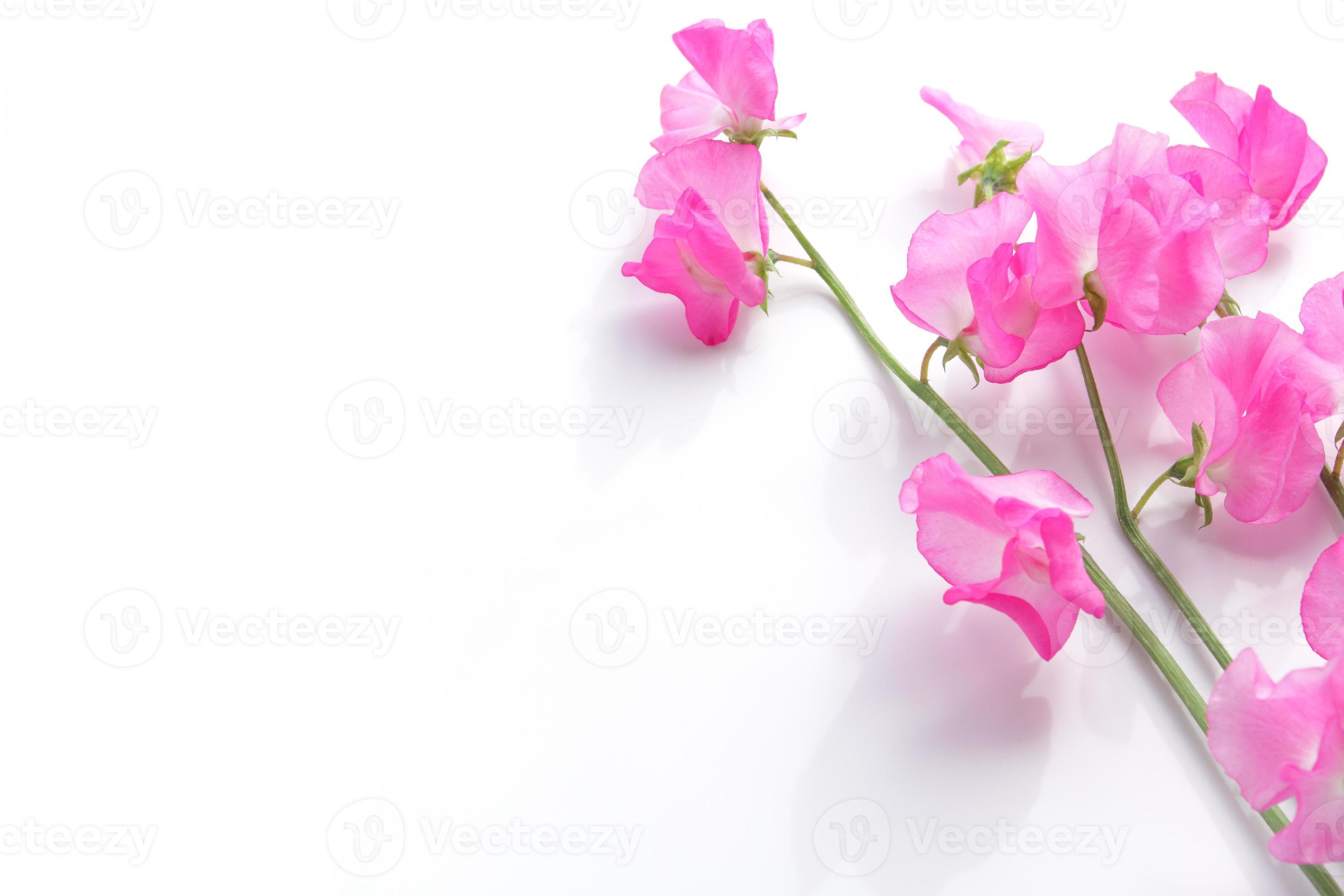 Pink sweet pea with copy space for background image 947109 Stock Photo