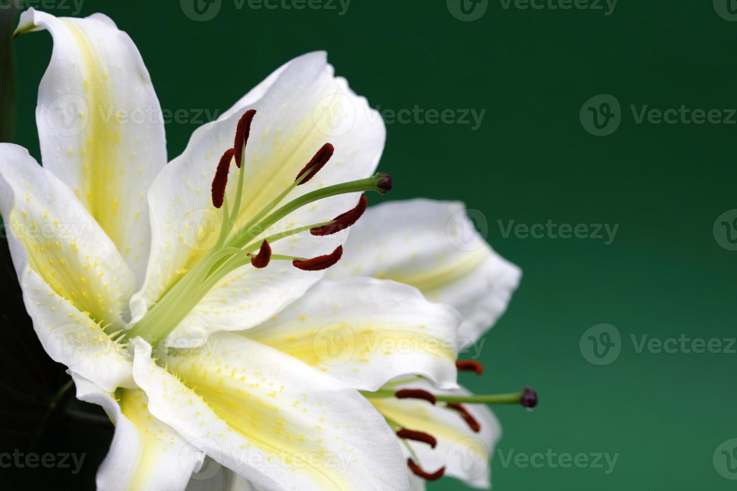 White lily with copy space photo